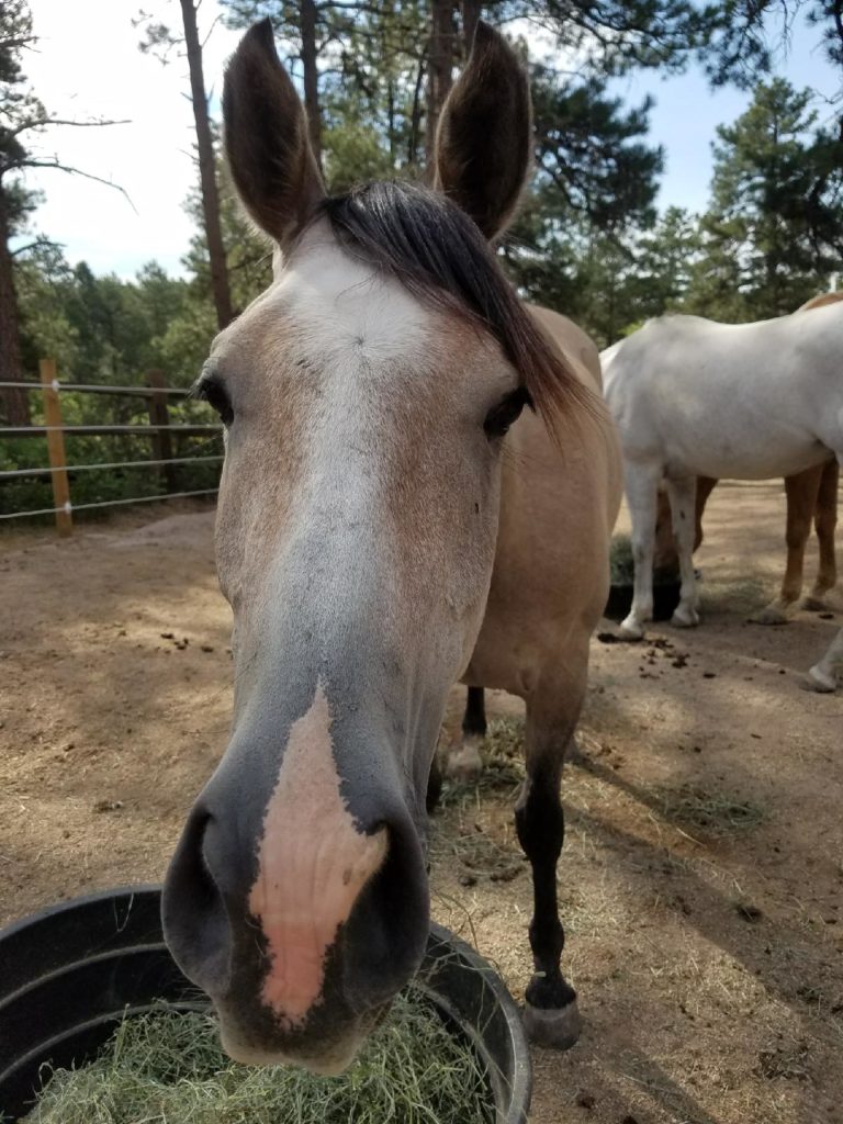 finn.closeup.jul017