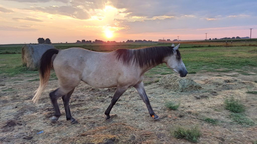 finn.sunset