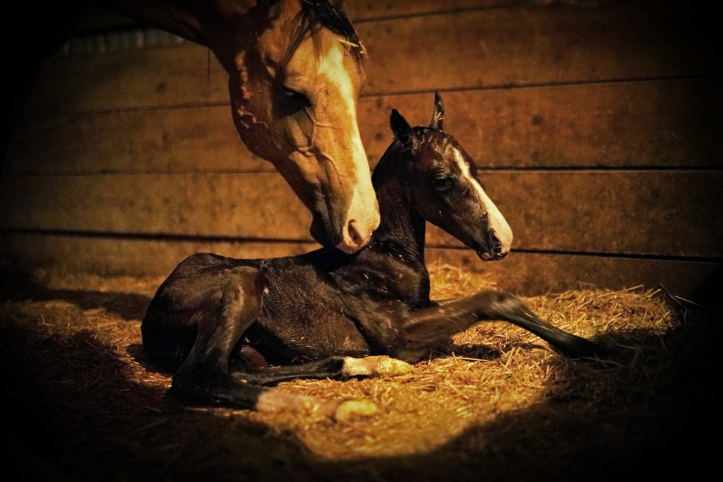 cherie.cleaning.foal