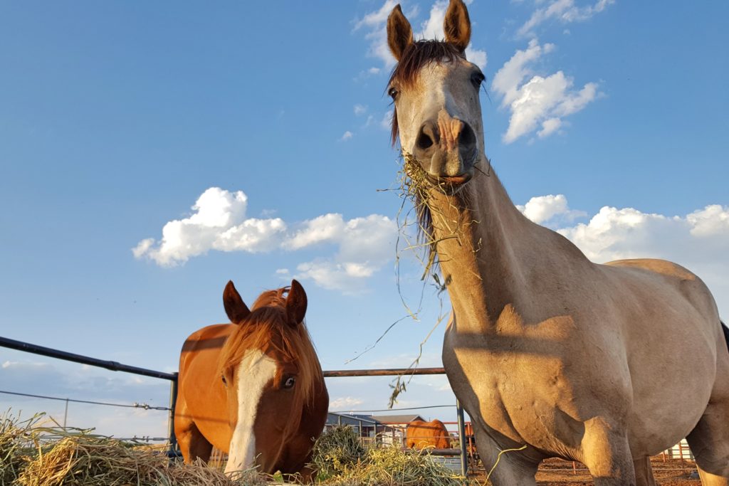 We need everyone to remain committed to speaking up for innocent horses