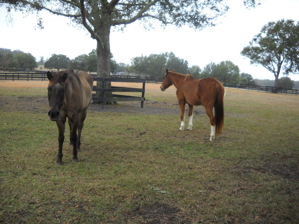 sunny.woody.pasture