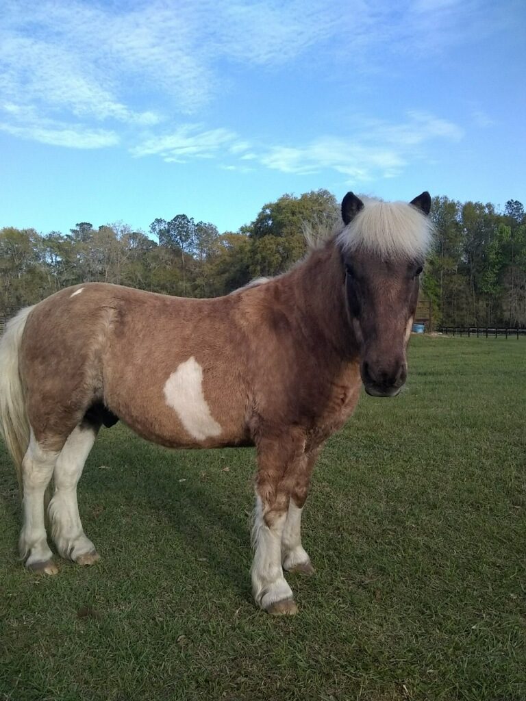 bandit.pasture.pose