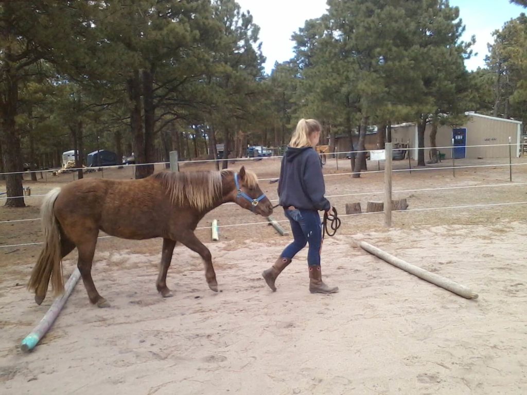 cricket.pony.apr018.poles