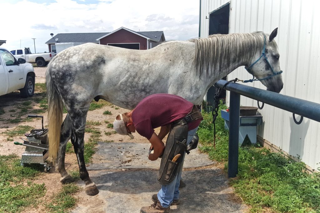 blue.farrier.trim