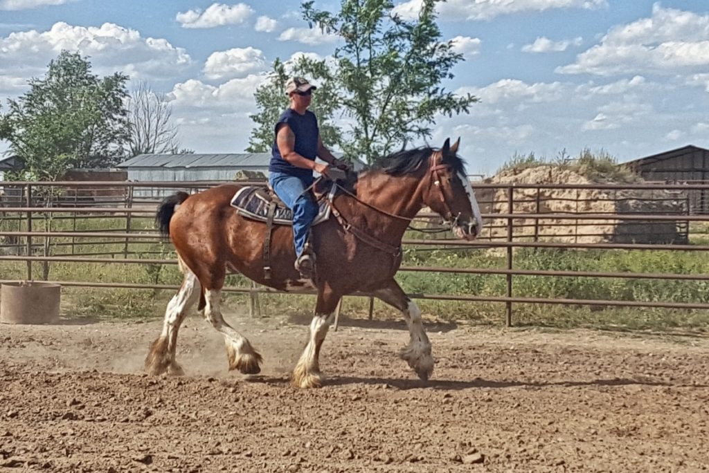 capt.jack.trot.arena