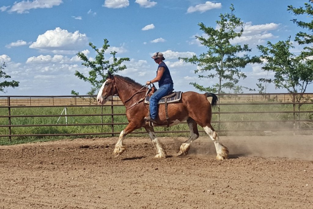 capt.jack.trot.rider