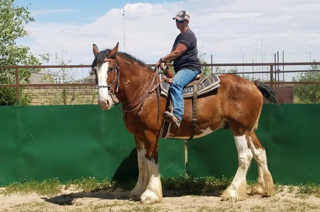 captain.jack.under.saddle (1)