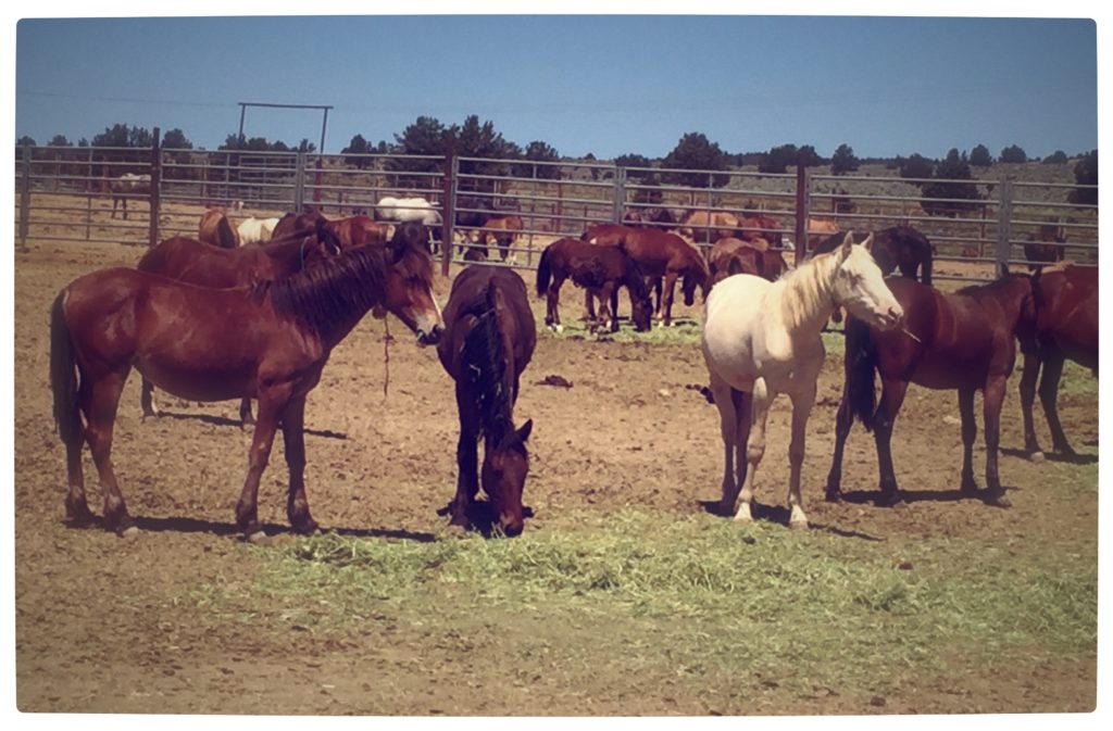 wild.young.fillies.oregon