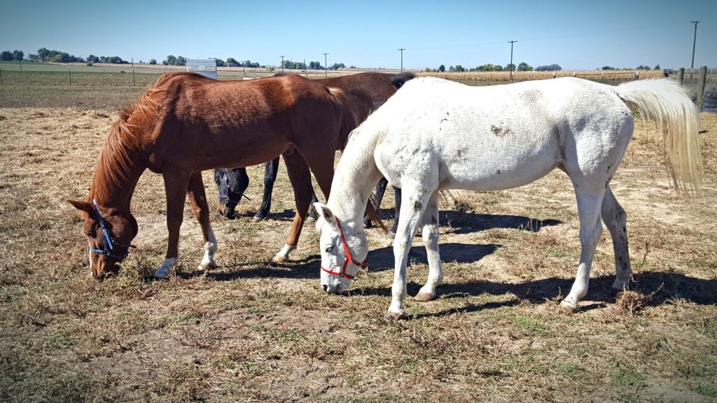 timmbuktu.mia.graze.oct2018