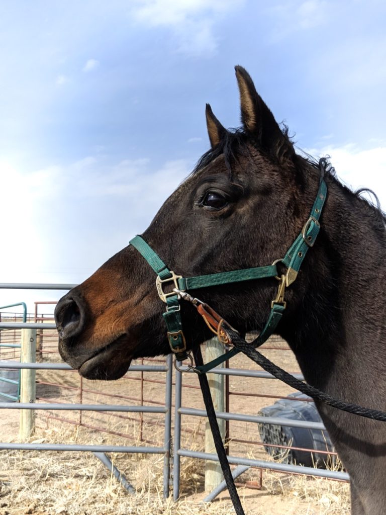 vixen.headshot.halter.reins