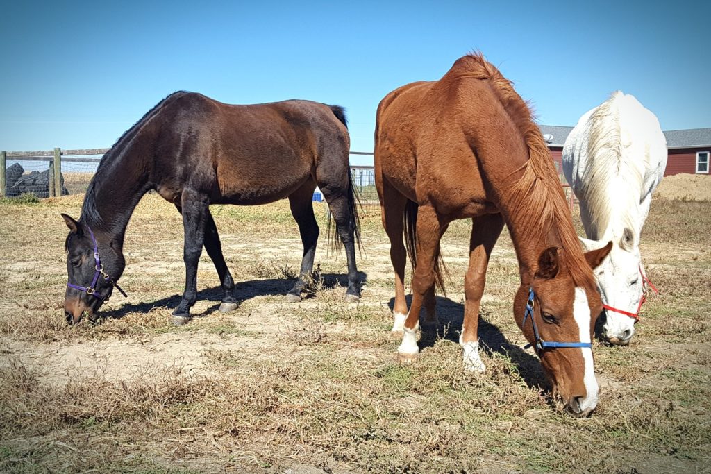 vixen.timmbuktu.mia.grazing