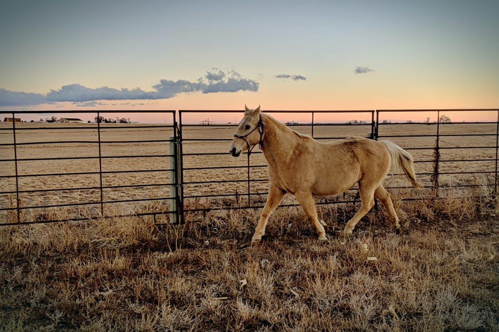 cherry.trot.roundpen