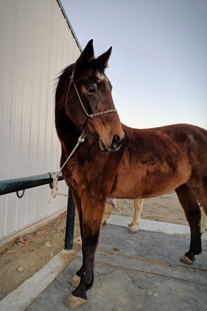 moose.before.jan2019