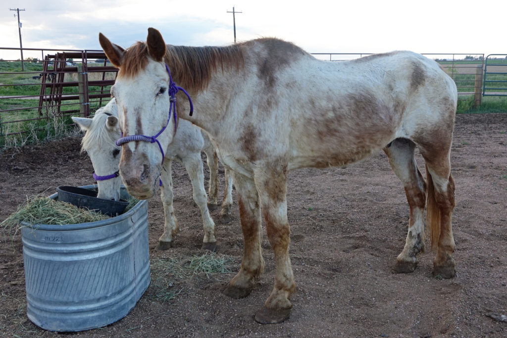 Appaloosa horse] - The Portal to Texas History