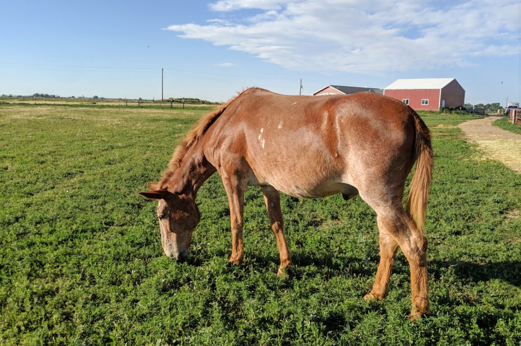 bigred.grazing