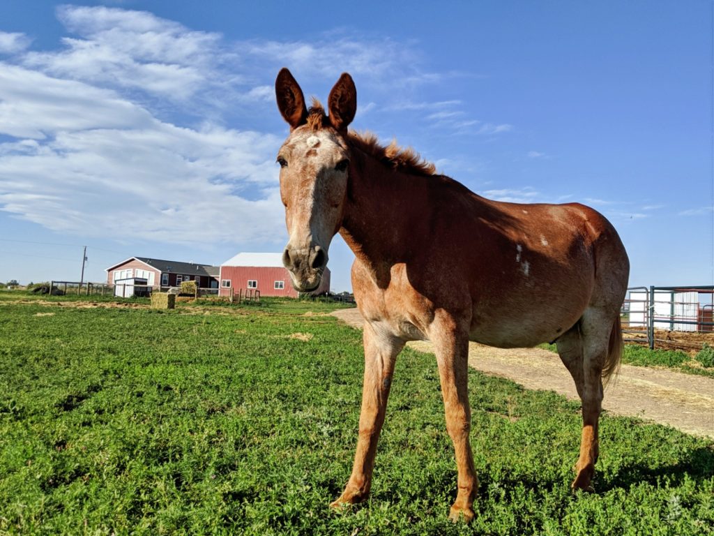 bigred.june2019