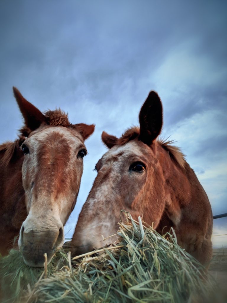 bigred.rastas.eat.hay (1)