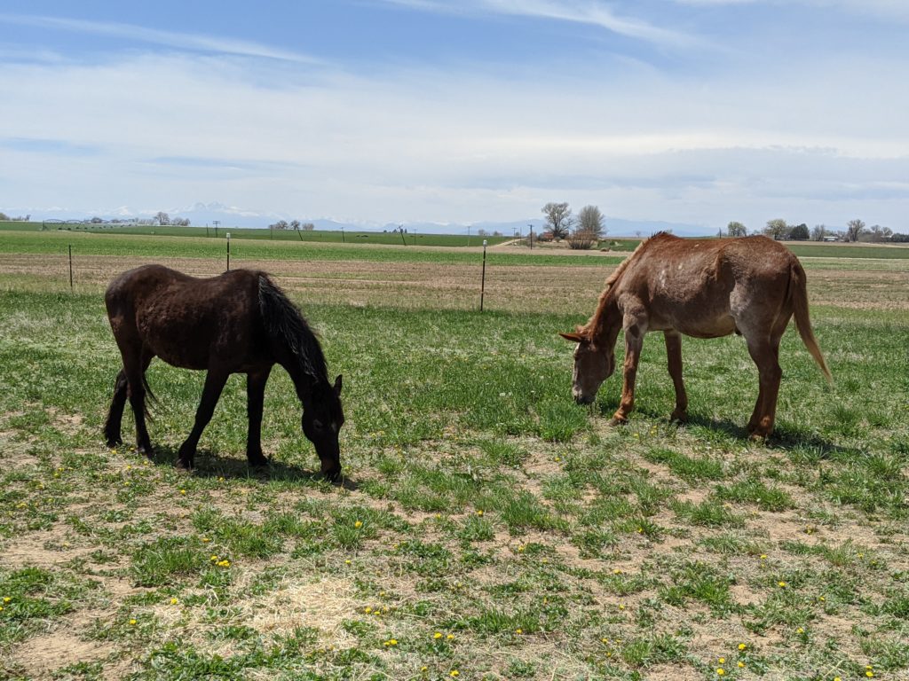 bigred.raven.grazing