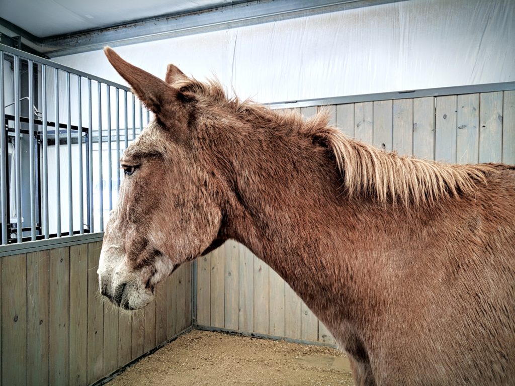 bigred.stall.vet.clinic