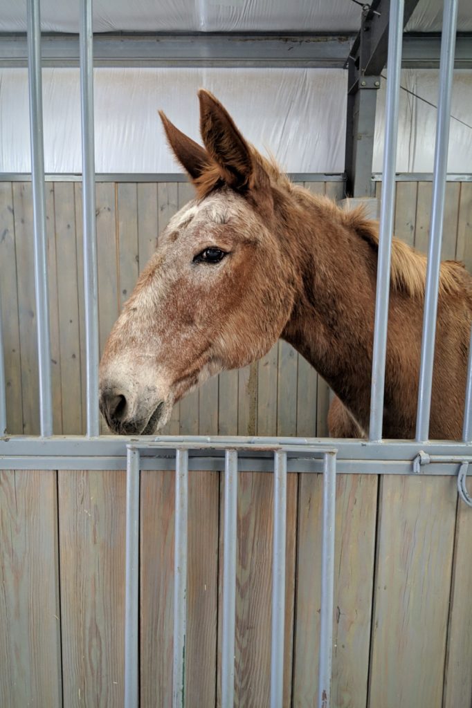 bigred.vet.stall