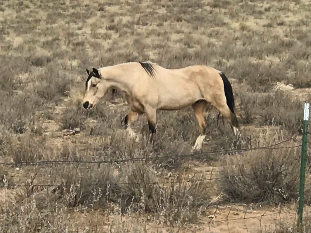 pony.girl.paso.2019