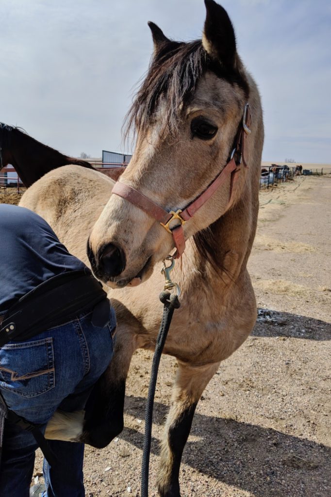 ponygirl.farrier.apr2019