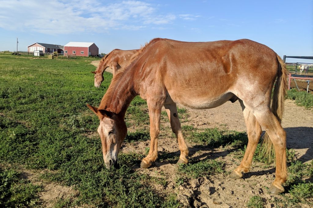 rastas.grazing.jun2019