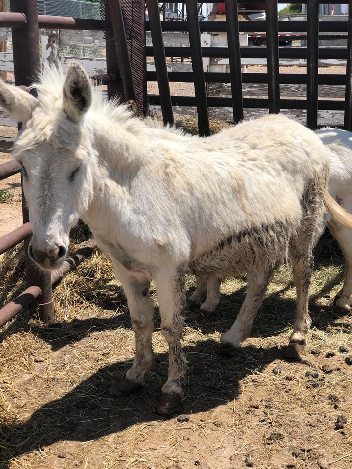 auction.clarence.donkey.jul019