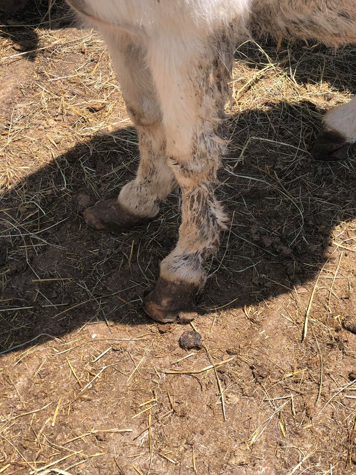 auction.donkey.hooves.jul2019