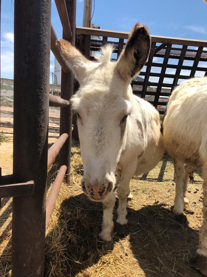 auction.donkey.july2019