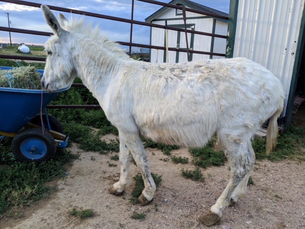 auction.donkey.sahr.july2019