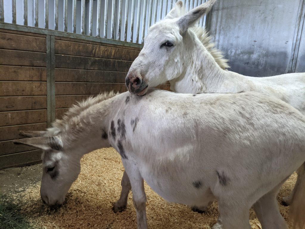 clarence.toby.elissa.barn.aug2021