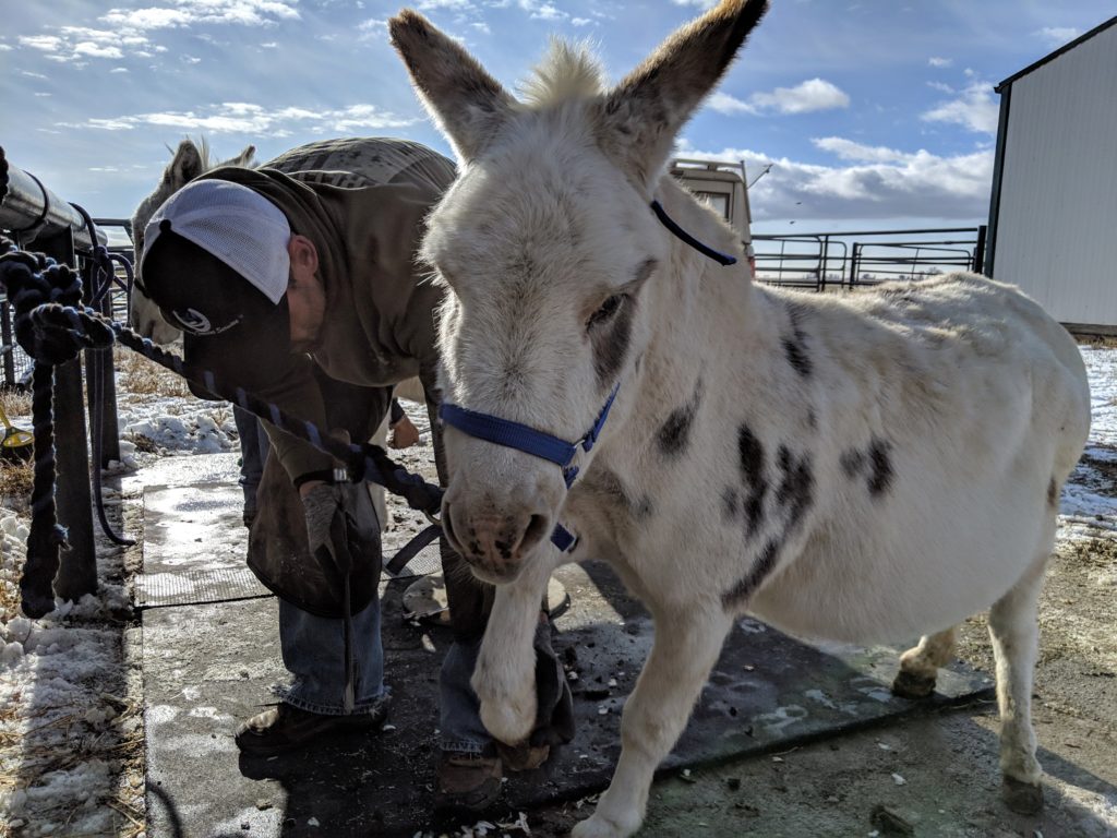 toby.farrier.nov2019