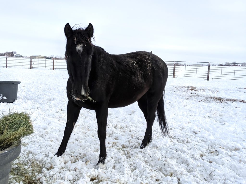 elvis.snow.nov019