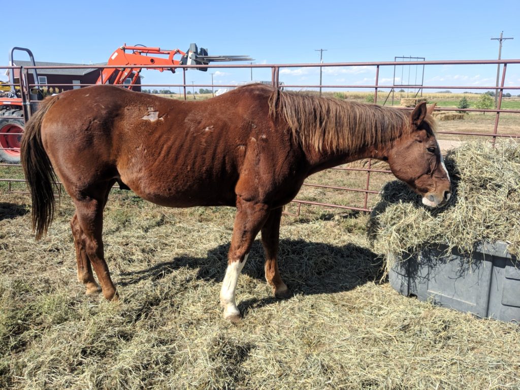 hawkeye.hay.oct2019