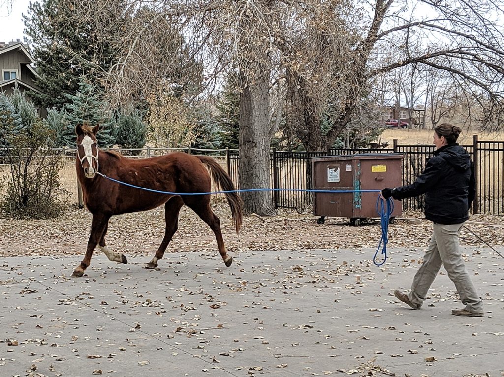 hawkeye.vet.check.trot