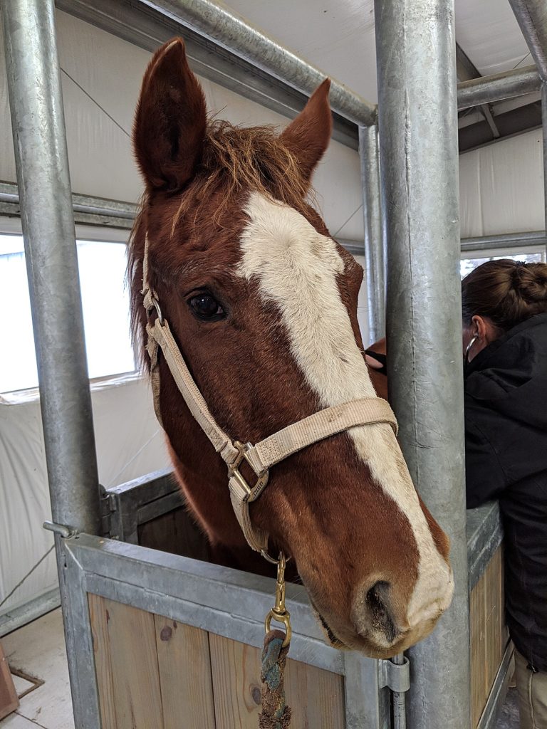 hawkeye.vet.checkup