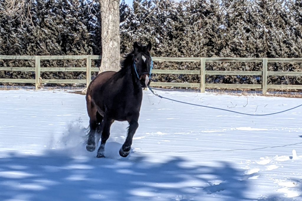 quinn.feb2021.snow