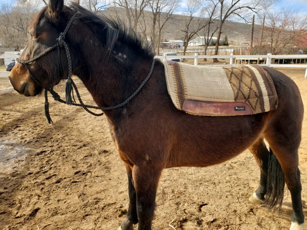 quinn.saddle.pad.jan2020