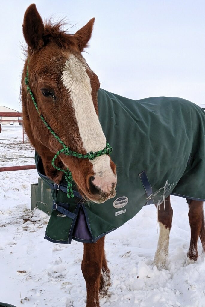 chester.blanket.dec2019