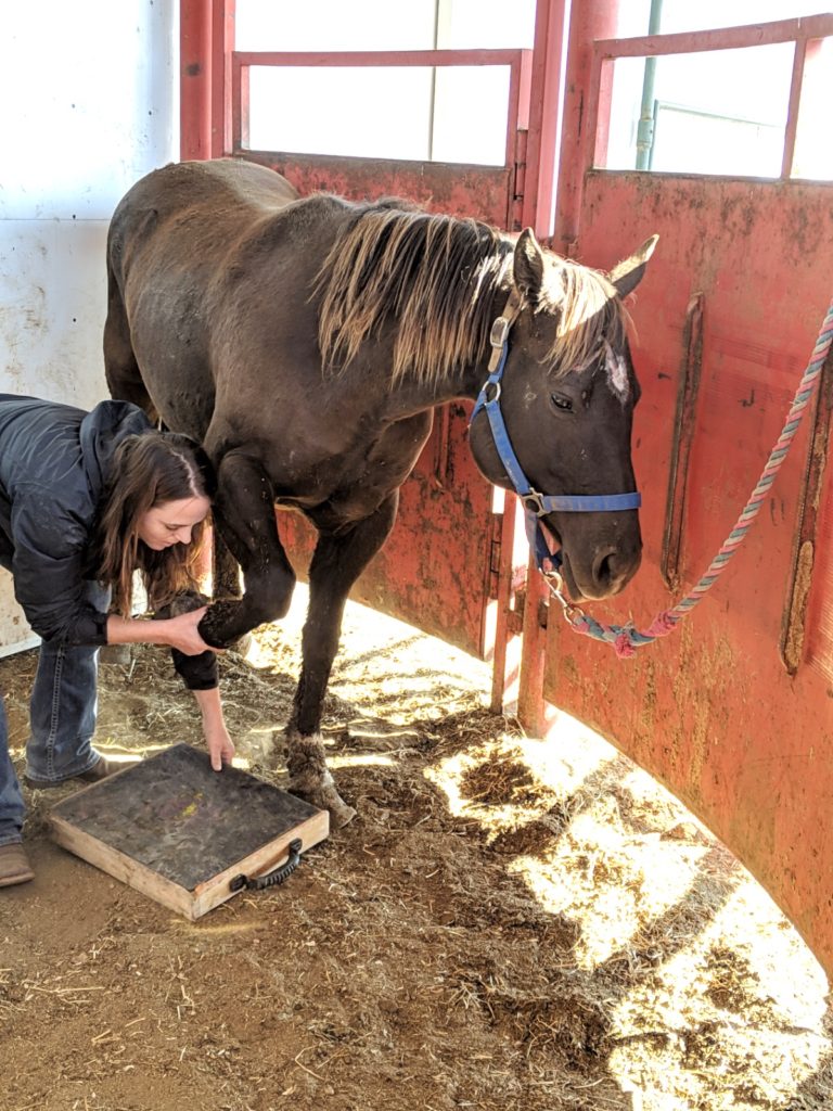 cookie.lothorse.oct2019.vet