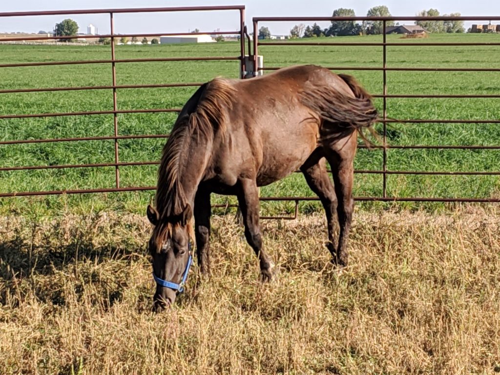 cookie.lotmare.oct019.grazing