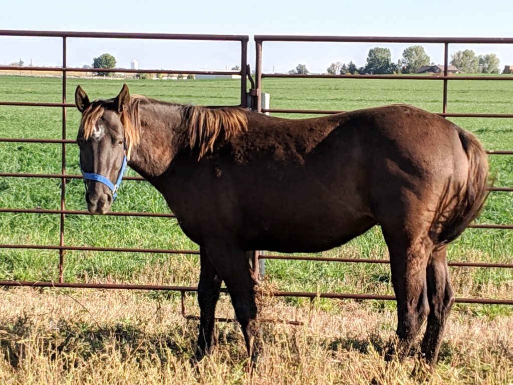 cookie.lotmare.roundpen.oct2019