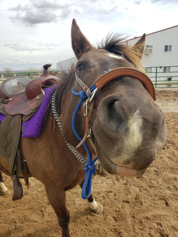 cookie.saddled.upclose