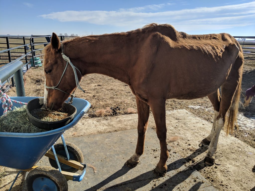 elijah.grain.hay.nov2019