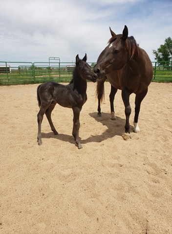 loki.cookie.nuzzle.jun2020