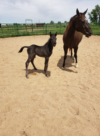 loki.cookie.roundpen