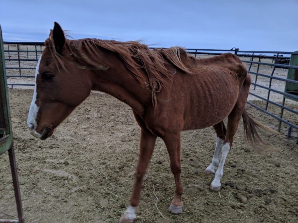 lot.charlie.starved.gelding.10.23.019