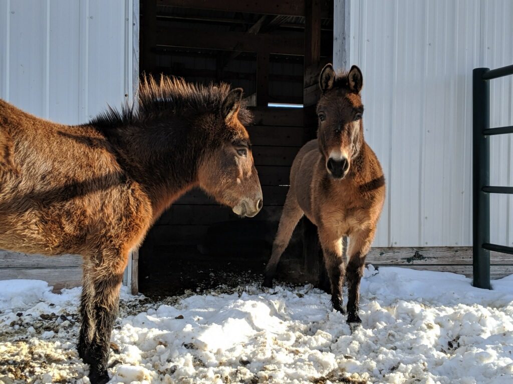 lot.charlies.mini.mules.dec019 (1)