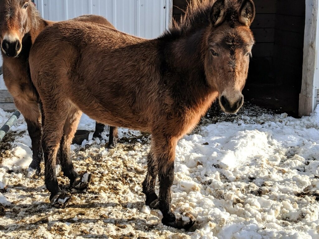 lot.charlies.minimules.hooves.2019
